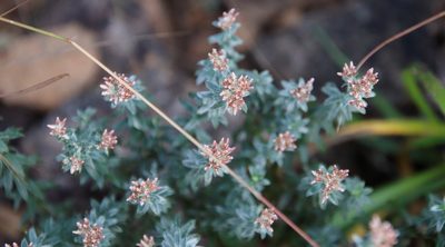 Tenrhynea phylicifolia, photographed by Tony Rebelo