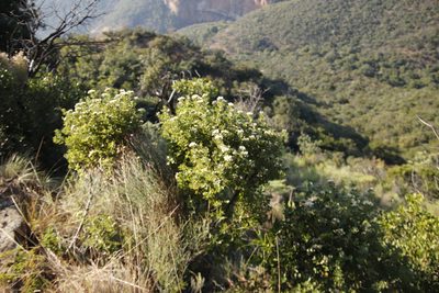 Gymnanthemum triflorum, photographed by Tony Rebelo