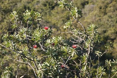 Protea laetans, photographed by Tony Rebelo