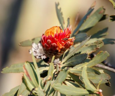 Protea laetans, photographed by Tony Rebelo