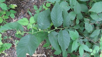 Ulmus rubra, photographed by Jason Swanson