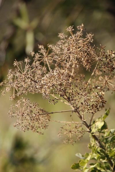 Heteromorpha pubescens, photographed by Tony Rebelo