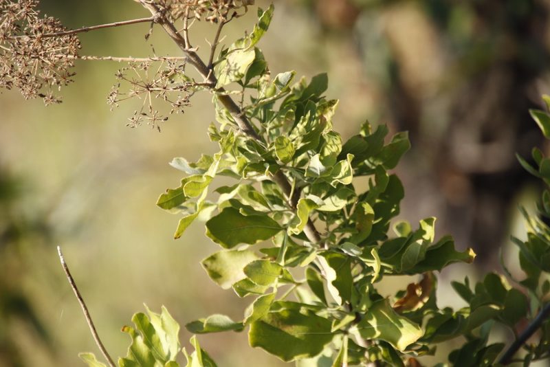 Heteromorpha pubescens, photographed by Tony Rebelo