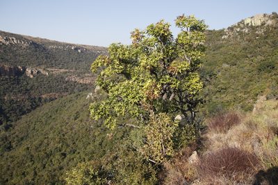 Cussonia natalensis, photographed by Tony Rebelo