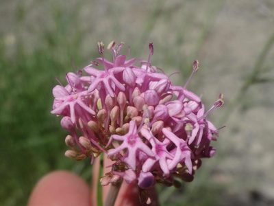 Valeriana nevadensis, photographed by Ben Costamagna