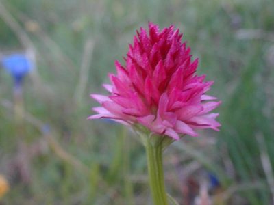 Gymnadenia corneliana, photographed by Ben Costamagna