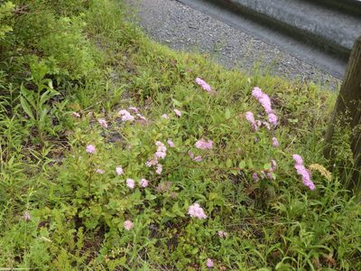 Spiraea japonica, photographed by Ben Armstrong