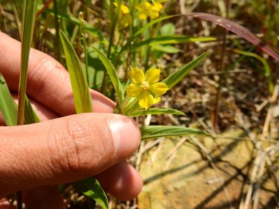 Lysimachia lanceolata, photographed by Yann Kemper