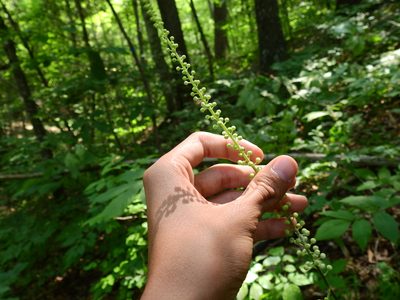 Actaea racemosa, photographed by Yann Kemper