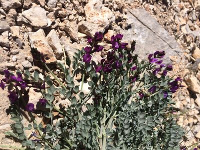 Astragalus mohavensis, photographed by Marcus Tamura