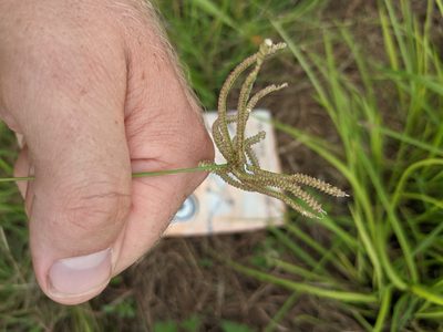 Chloris cucullata, photographed by Cleveland Powell
