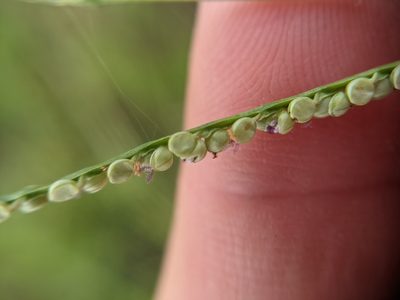 Paspalum setaceum, photographed by Cleveland Powell