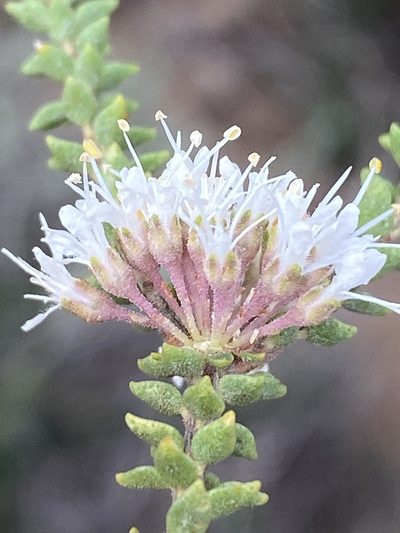 Agathosma roodebergensis, photographed by Dave U