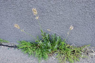 Lavandula angustifolia, photographed by Patrick Hacker