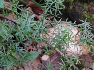 Galium concinnum, photographed by Yann Kemper