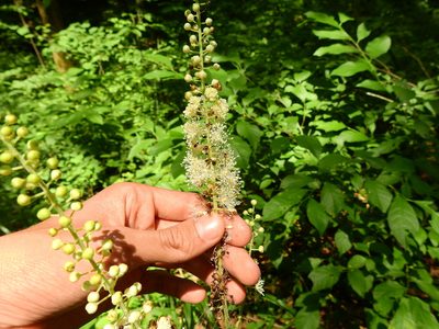 Actaea racemosa, photographed by Yann Kemper