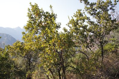 Combretum apiculatum, photographed by Tony Rebelo
