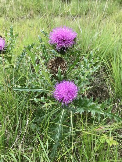 Cirsium pumilum, photographed by Chase Mathey