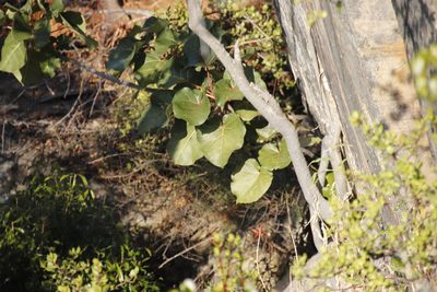 Ficus abutilifolia, photographed by Tony Rebelo