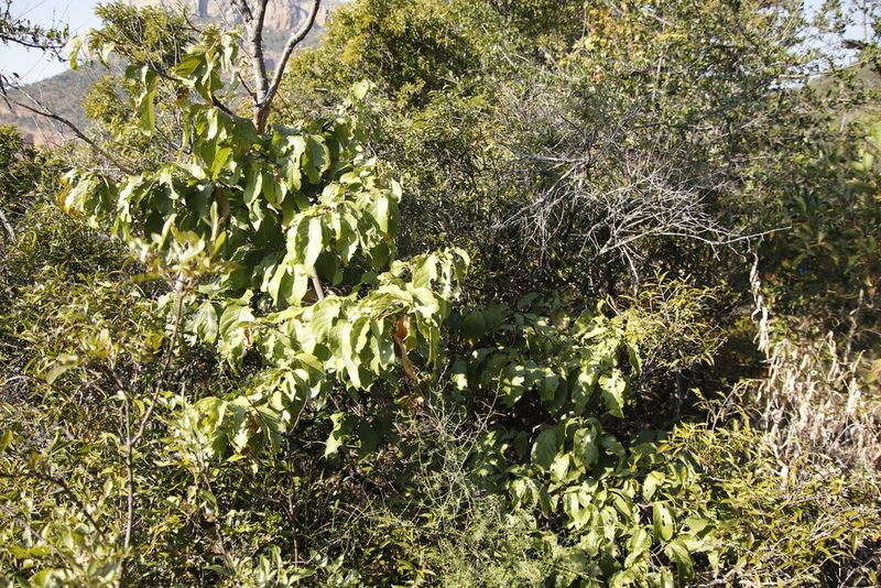 Vangueria madagascariensis, photographed by Tony Rebelo