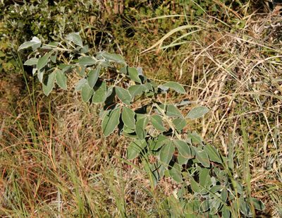 Crotalaria doidgeae, photographed by Tony Rebelo