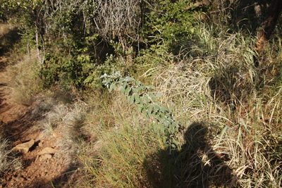 Crotalaria doidgeae, photographed by Tony Rebelo