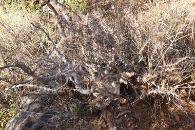 Pachypodium saundersii, photographed by Tony Rebelo