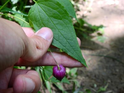 Clematis viorna, photographed by Yann Kemper