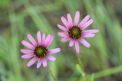 Echinacea tennesseensis