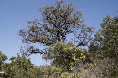 Pterocarpus angolensis, photographed by Tony Rebelo