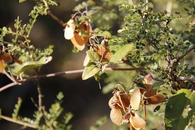 Sphedamnocarpus pruriens, photographed by Tony Rebelo