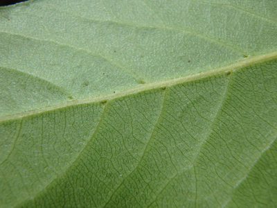 Laurus novocanariensis, photographed by Daniel Cahen