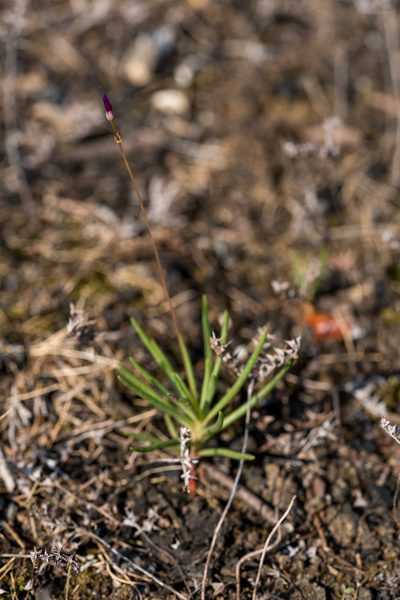 Phemeranthus calcaricus, photographed by evangrimes