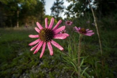 Echinacea tennesseensis, photographed by evangrimes