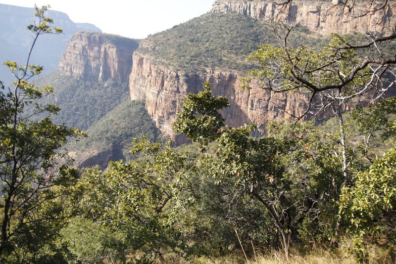 Ozoroa sphaerocarpa, photographed by Tony Rebelo