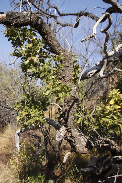 Ozoroa sphaerocarpa, photographed by Tony Rebelo