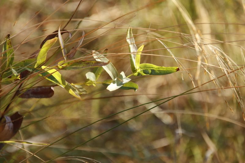 Senecio venosus, photographed by Tony Rebelo