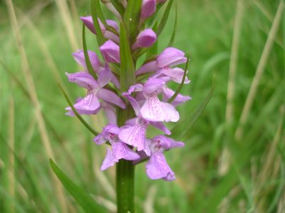 Dactylorhiza elata, photographed by Julien Renoult