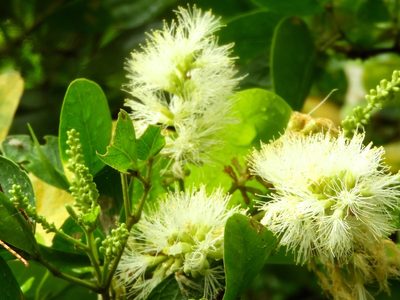 Pithecellobium lanceolatum, photographed by Francisco Farriols Sarabia