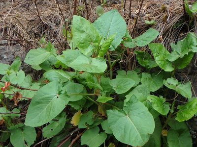 Rumex maderensis, photographed by Daniel Cahen