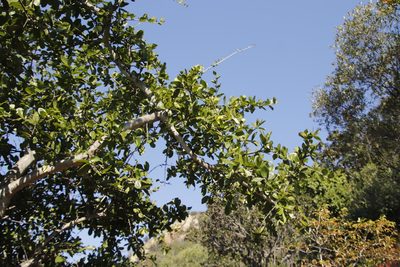 Strychnos madagascariensis, photographed by Tony Rebelo
