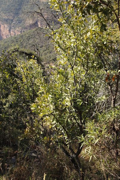 Gymnosporia heterophylla, photographed by Tony Rebelo