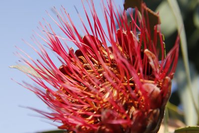 Protea laetans, photographed by Tony Rebelo