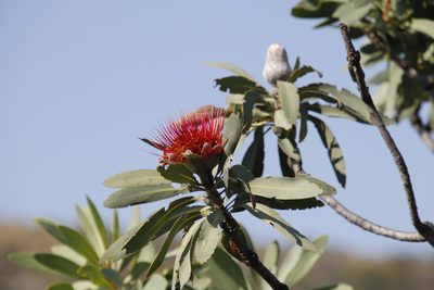 Protea laetans, photographed by Tony Rebelo