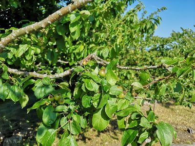 Malus sylvestris, photographed by Jens-Christian Svenning