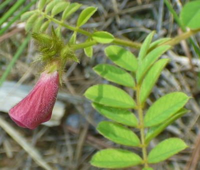 Tephrosia spicata, photographed by kcthetc1