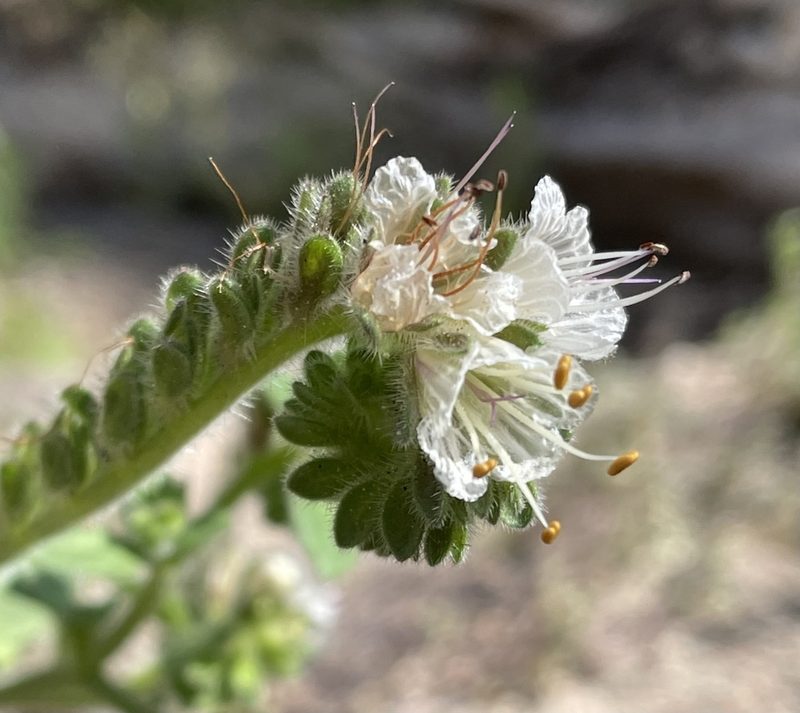 Phacelia grisea, photographed by Irene