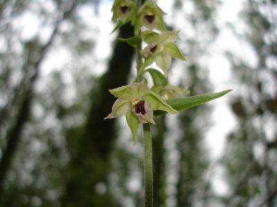 Epipactis muelleri, photographed by Julien Renoult
