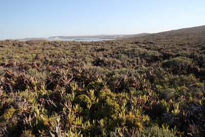 Aloe distans, photographed by Tony Rebelo