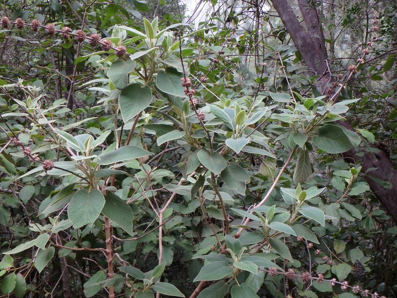 Sideritis canariensis, photographed by Daniel Cahen